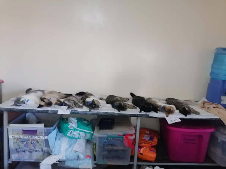 Esterilizan a más de 400 mascotas en San Carlos
