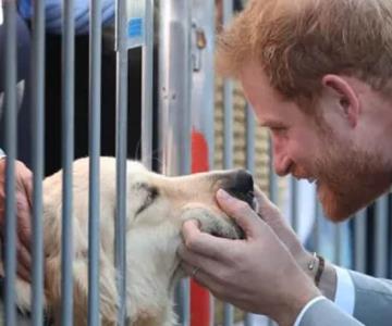 Príncipe se hinca a acariciar un perrito y se hace viral