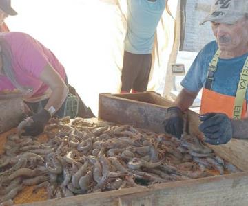 Arranca la captura del camarón en el Pacífico