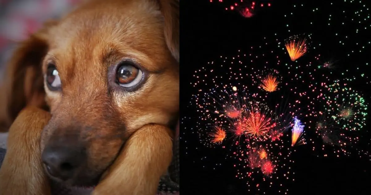 Disminuye extravío de mascotas por pirotecnia en Sonora