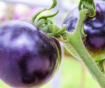 Aprueba Estados Unidos venta de tomate morado