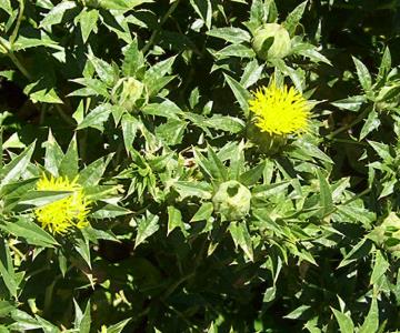 Invertirán 50 mdp al cultivo de cártamo para el sur de Sonora