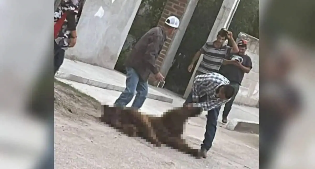 Investigan muerte de oso