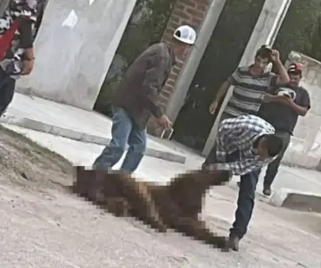 Investigan muerte de oso