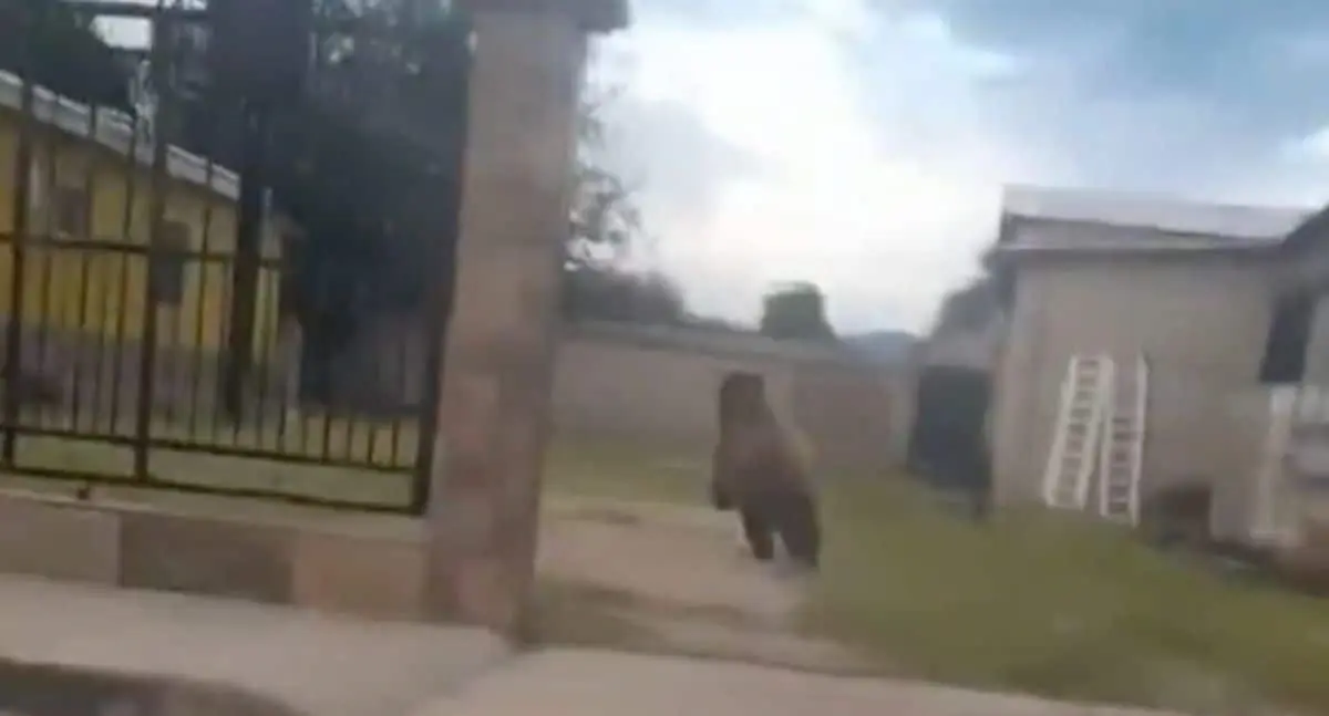 Asociaciones civiles condenan asesinato de oso en Cumpas