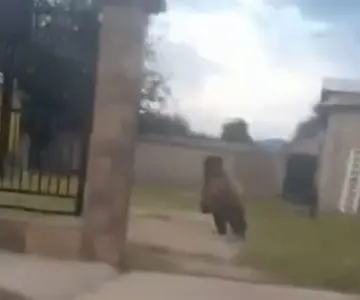 Asociaciones civiles condenan asesinato de oso en Cumpas