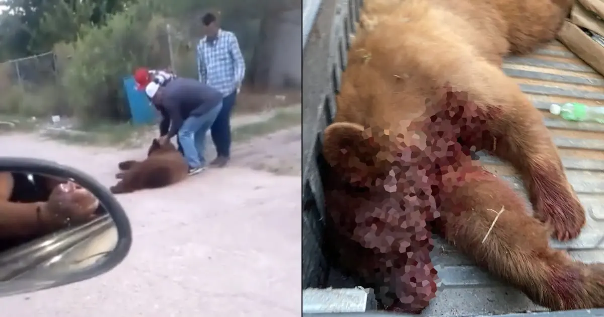 Fiscalía de Sonora investigará muerte de oso negro en Cumpas