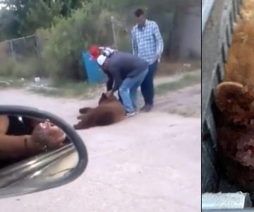 Fiscalía de Sonora investigará muerte de oso negro en Cumpas