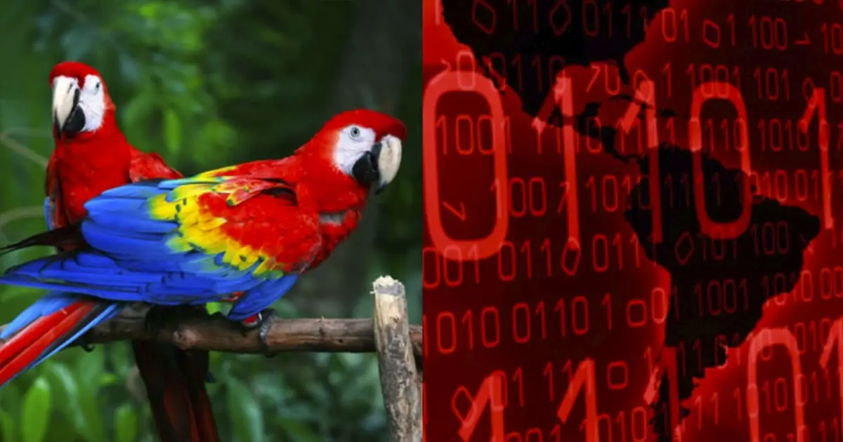 Hackeos masivos a Sedena fueron realizados por el grupo Guacamaya