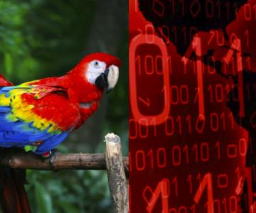 Hackeos masivos a Sedena fueron realizados por el grupo Guacamaya