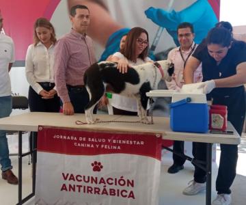 Inicia campaña de vacunación antirrábica en Hermosillo