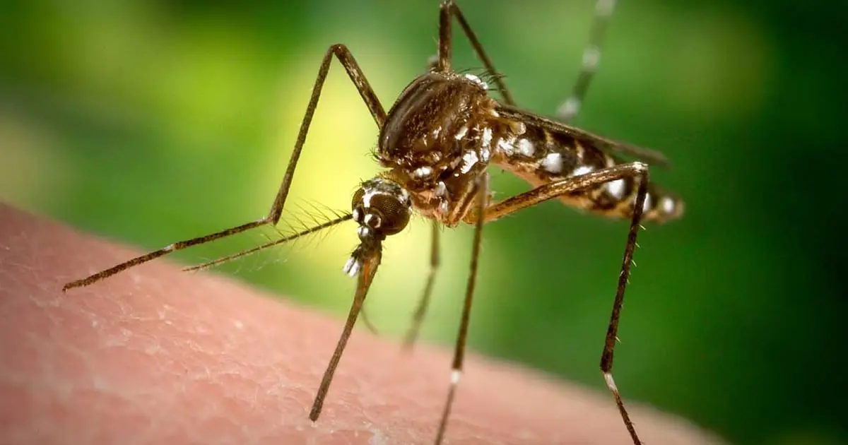 Dengue puede prevenirse evitando criaderos del mosco transmisor