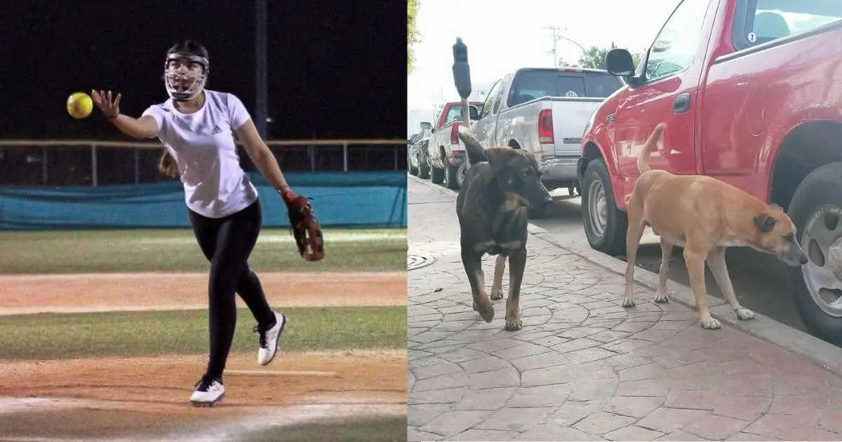 Realizarán torneo de slow pitch a beneficio de perros callejeros