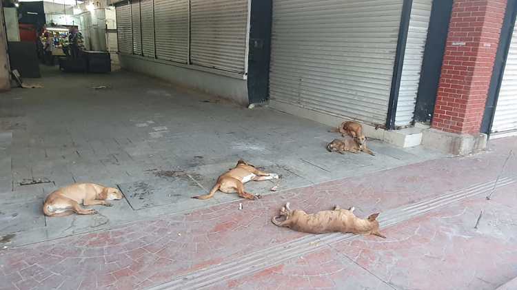 Realizarán torneo de slow pitch a beneficio de perros callejeros