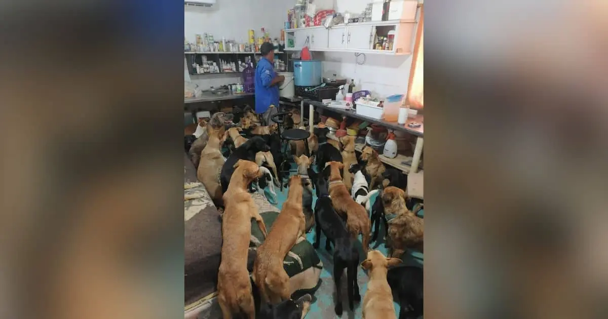 Invitan al Croquetón, en apoyo al rescate de perros y gatos en Empalme