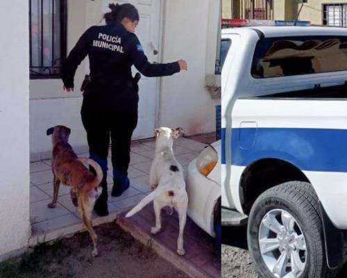 Oficiales rescatan a perros abandonados en vivienda de Las Lomas