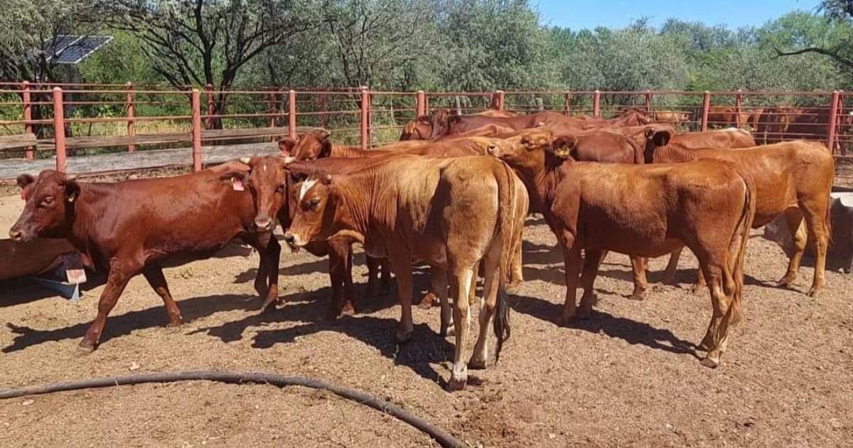 Aranceles empezaban a afectar al sector ganadero: Alfonso Durazo