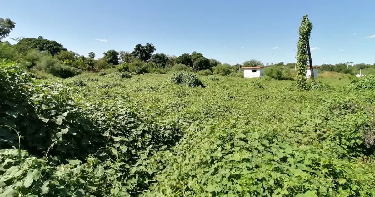 Por una década, vecinos sufren con baldío abandonado