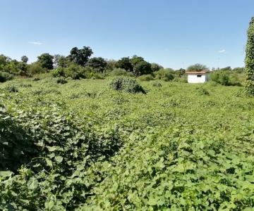 Por una década, vecinos sufren con baldío abandonado