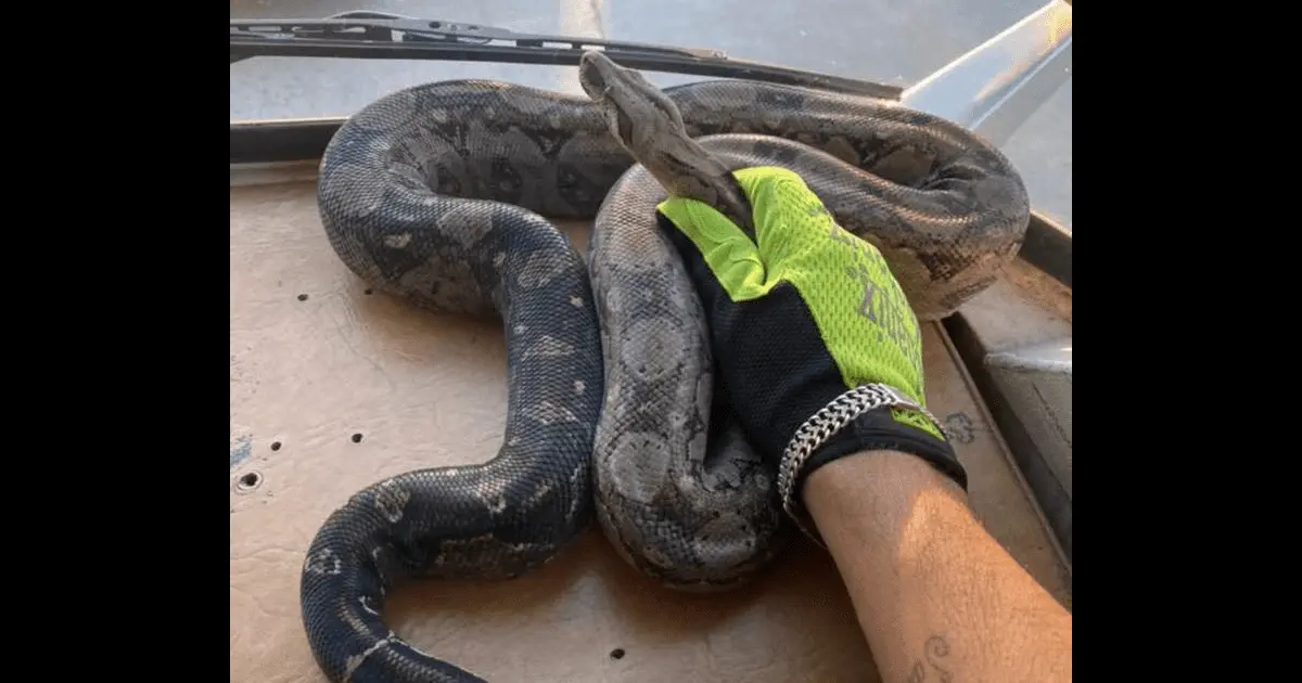 Presencia de serpiente en secundaria genera caos y temor entre los alumnos