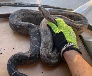 Presencia de serpiente en secundaria genera caos y temor entre los alumnos