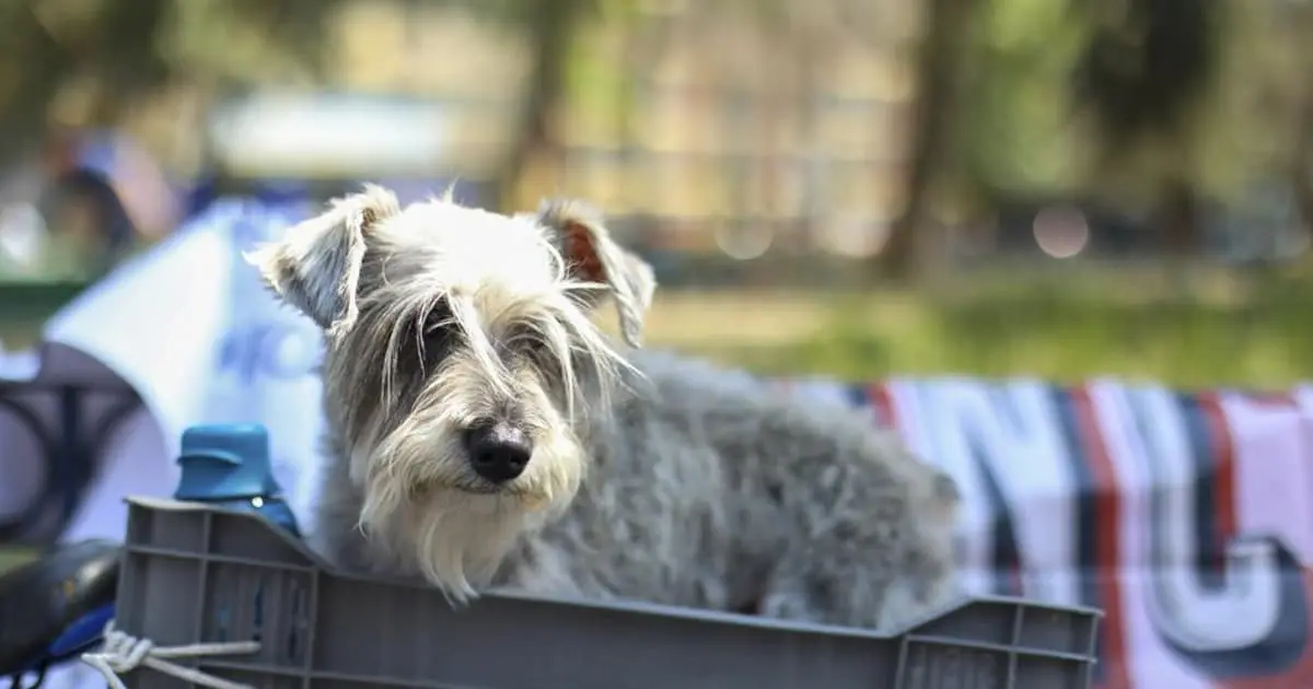 Presenta Sandra Cuevas avance de Hotel de Perros y Gatos abandonados