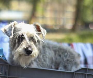 Presenta Sandra Cuevas avance de Hotel de Perros y Gatos abandonados