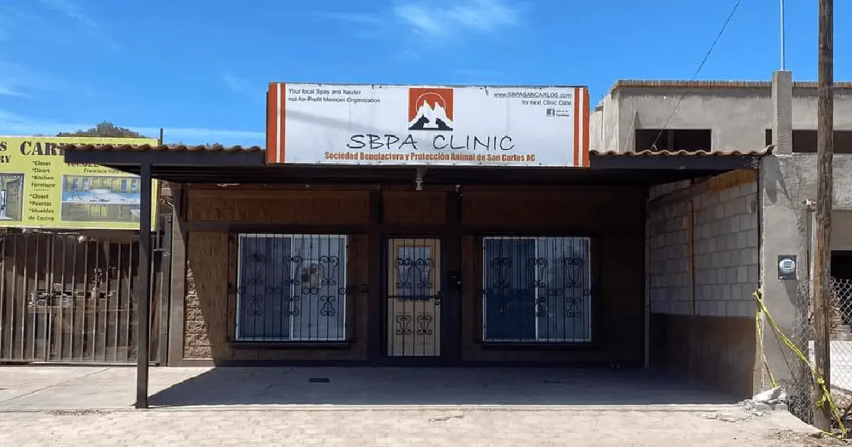 Realizarán esterilizaciones gratuitas para perros y gatos en San Carlos