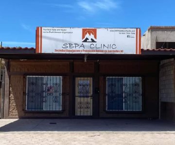 Realizarán esterilizaciones gratuitas para perros y gatos en San Carlos