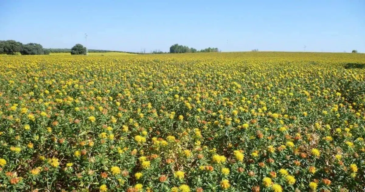 Cultivo de cártamo podría ser más rentable que el de trigo: Rodríguez Limón