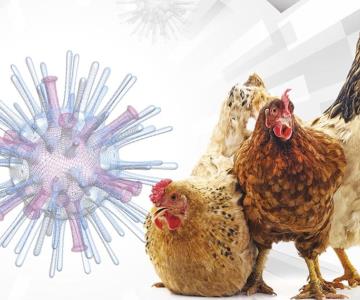 Presenta México primer caso de H5N1: OMSA