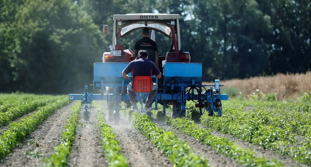 Eliminar plaguicidas afectaría producción de alimentos en el Valle del Yaqui