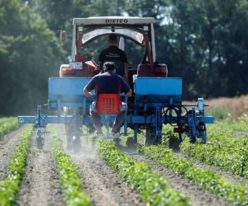 Eliminar plaguicidas afectaría producción de alimentos en el Valle del Yaqui