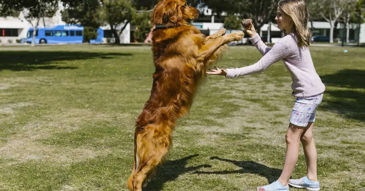 Urge crear legislación que proteja animales domésticos