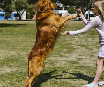 Urge crear legislación que proteja animales domésticos