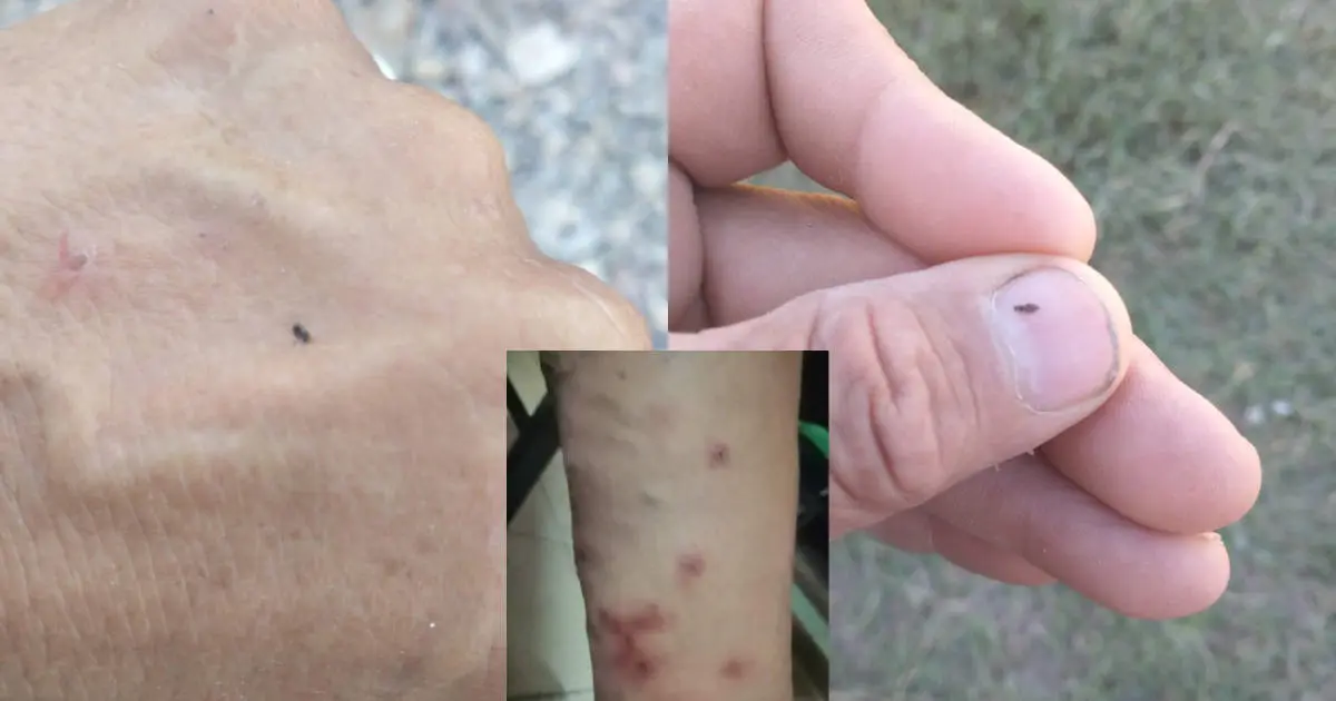 Comunidad del Molino de Camou sigue sin saber la identidad de insectos