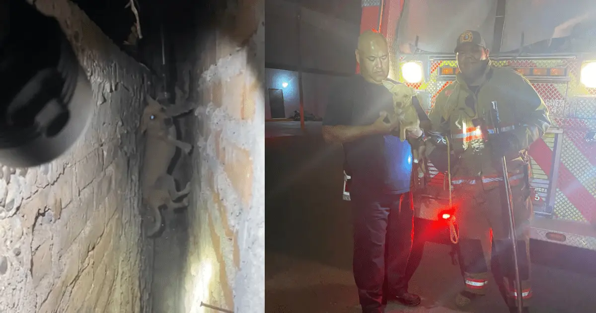 Video | Bomberos rescatan a perrito atrapado entre dos muros
