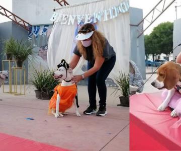 Invitan a concurso de disfraces para mascotas en Navojoa