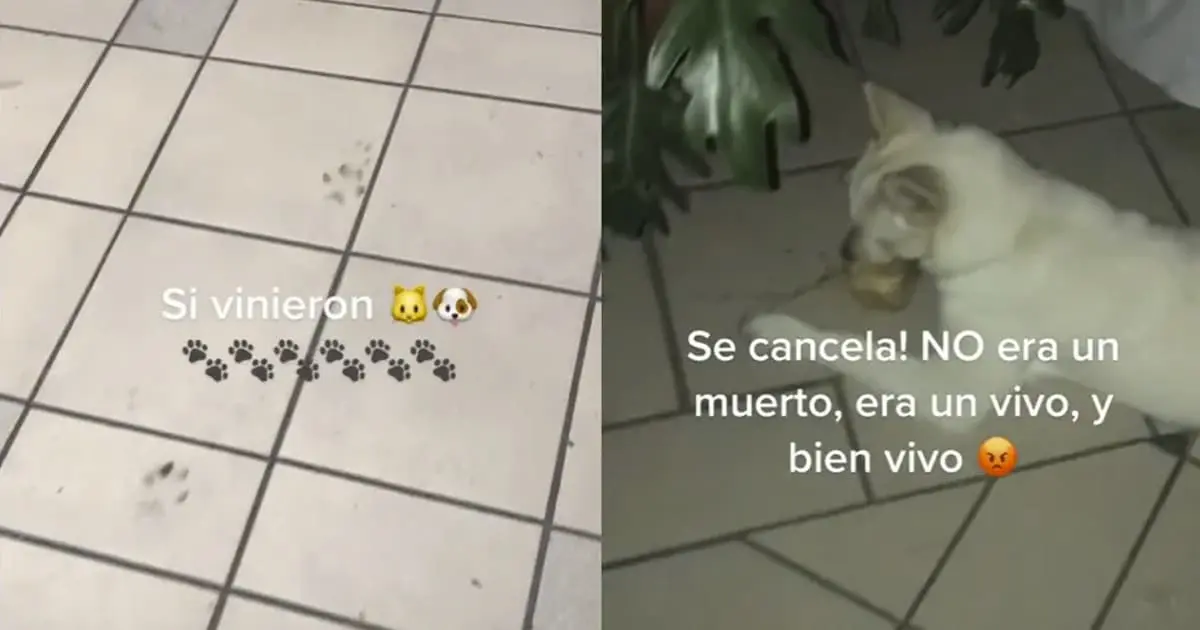 Viral | Perrito se come ofrenda de altar