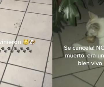 Viral | Perrito se come ofrenda de altar