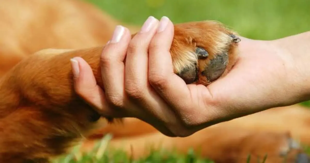 Aprueban reglamento de protección animal en Empalme