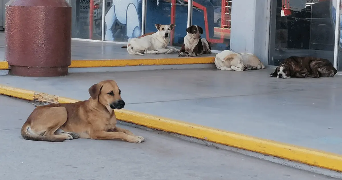 Reportan mascotas desaparecidas y lesionadas por pirotecnia en Navojoa