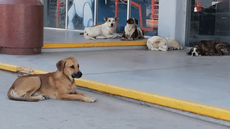 Repuntan un 26% mordeduras de perros en Sonora (Foto: Archivo/EXPRESO)