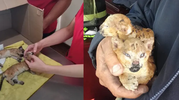 Foto: Departamento de Bomberos