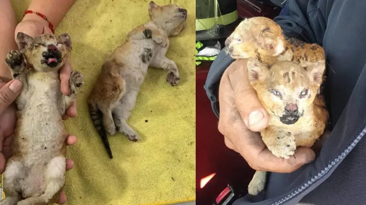 Foto: Especial/EXPRESO