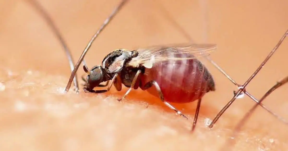 Jejenes invaden el Molino de Camou en Hermosillo