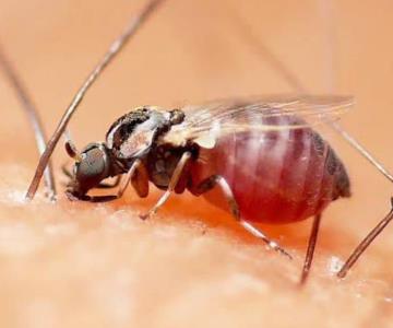 Jejenes invaden el Molino de Camou en Hermosillo