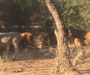 Afecta abigeato a ganaderos del Valle del Yaqui