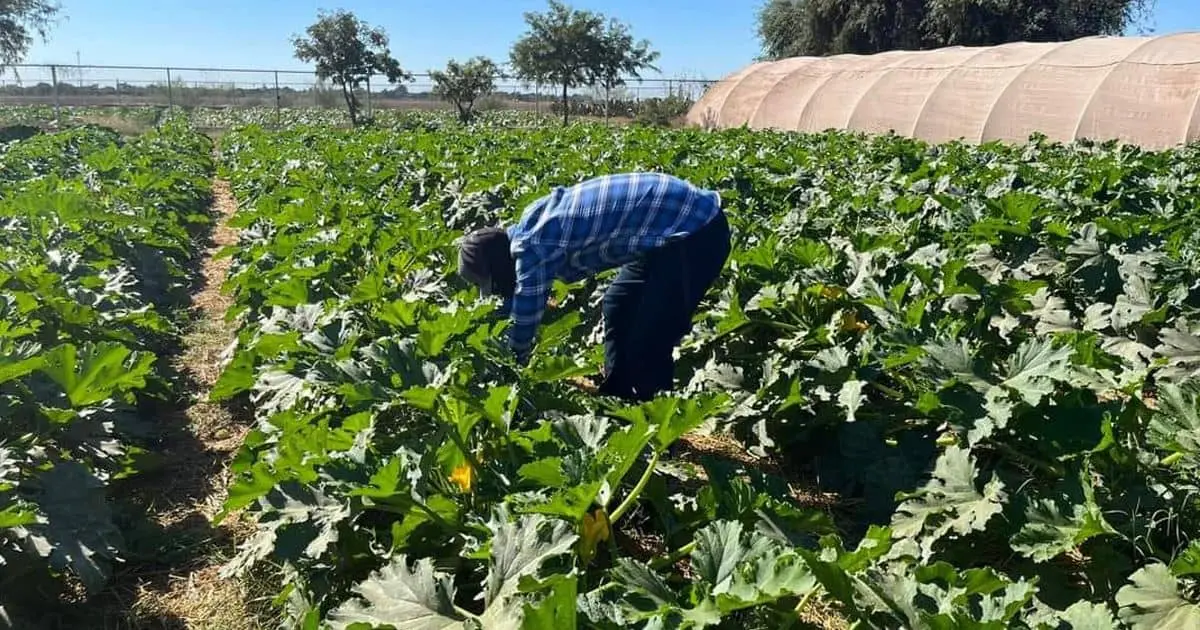 Inicia UTE cosecha de calabazas para comercialización