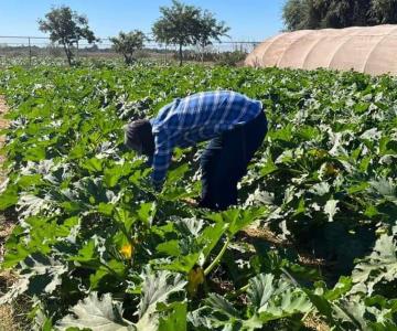 Inicia UTE cosecha de calabazas para comercialización